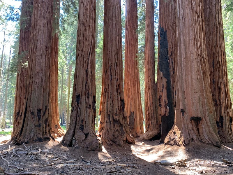 Redwood Forest, California