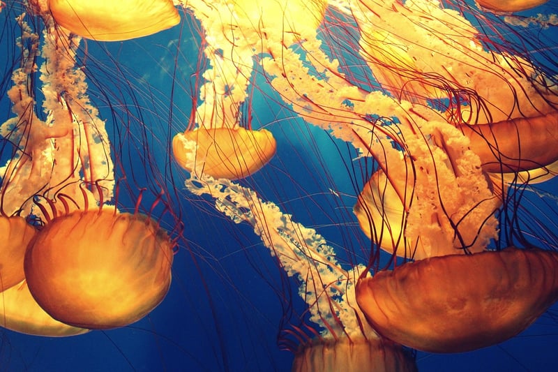 Underwater Kingdom